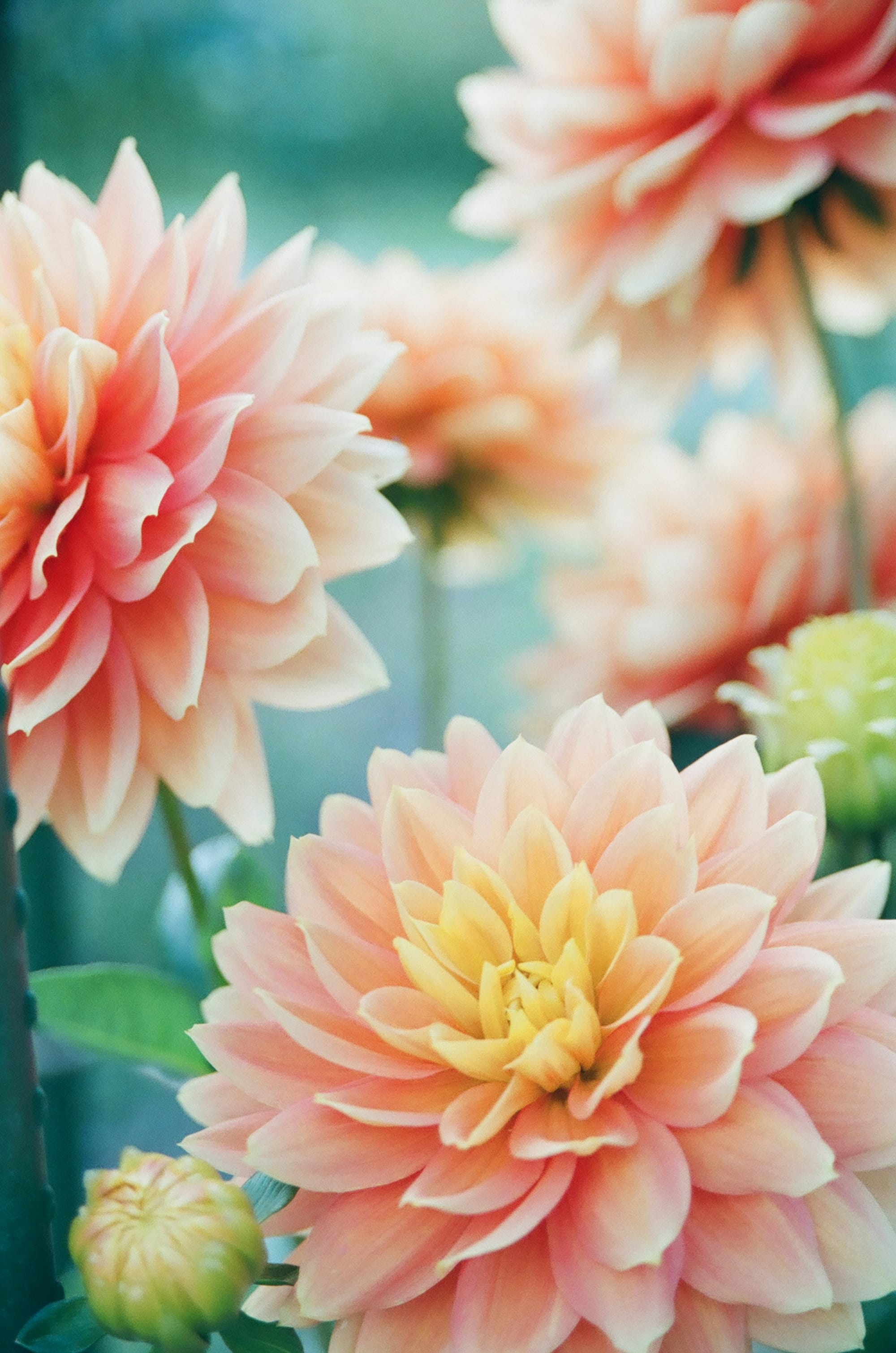 The Power of Flower Essences Understanding the Healing Benefits