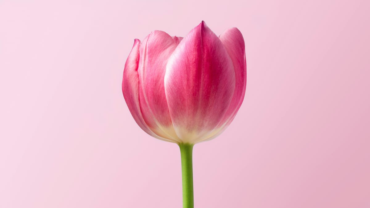 The Power of Flower Essences: Understanding the Healing Benefits